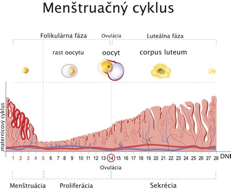 Grafické znázornenie zmien endometria počas menštruačného cyklu