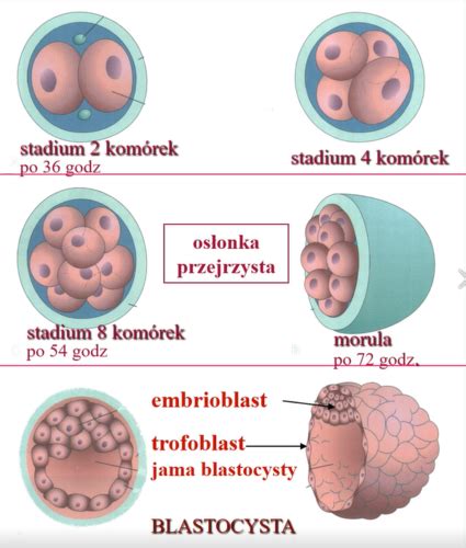 Schematické znázornenie vývoja blastocysty a jej implantácie do endometria