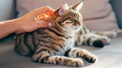 Mačka sa jemne pozerá na dieťa