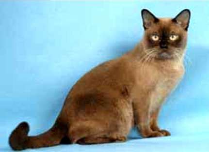 Typická barmská mačka