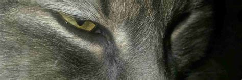 Detail tváre barmskej mačky