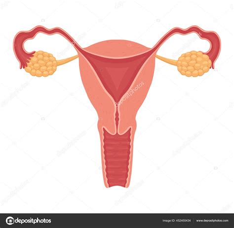 Ilustrácia ženského reprodukčného systému s vyznačenými hormónmi