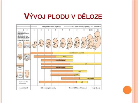 vývoj plodu v maternici