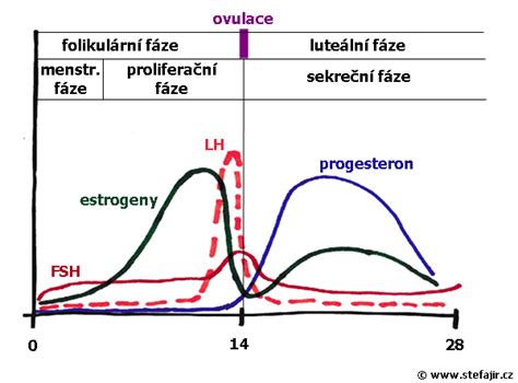 Graf kolísania hladiny prolaktínu počas dojčenia