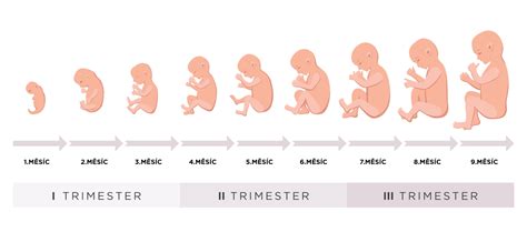 Grafické znázornenie vývoja embrya v prvom trimestri