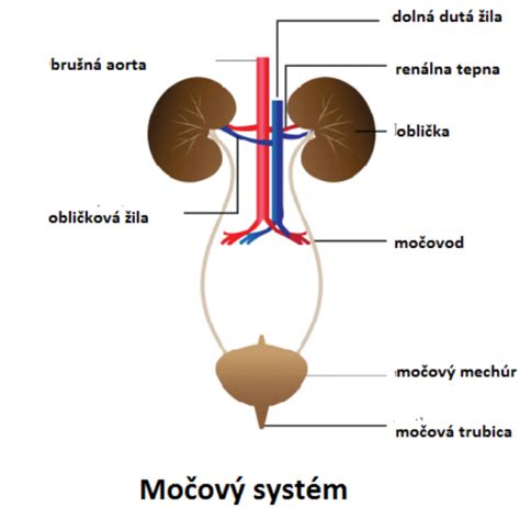 Infografika zobrazujúca močový systém ženy