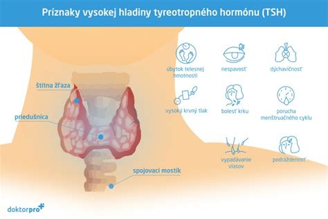 Anatomická kresba štítnej žľazy v krku