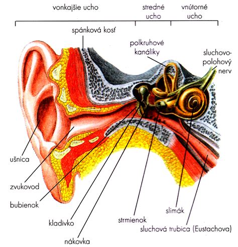 Ilustrácia ľudského ucha s vyznačenými časťami: vonkajšie, stredné a vnútorné ucho