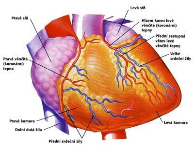 Ilustrácia srdca s vyznačenými komorami a predsieňami