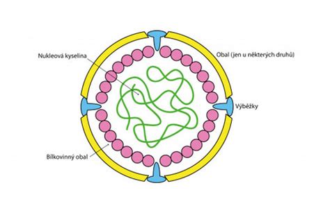 Ilustrácia vírusov spôsobujúcich gastroenteritídu