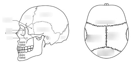 Diagram ľudskej lebky novorodenca s vyznačenými fontanelami