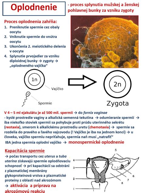 Infografika zobrazujúca proces oplodnenia spermou a vajíčkom
