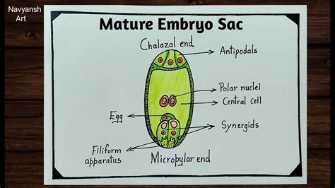 Diagram fáz uhniezdenia embrya