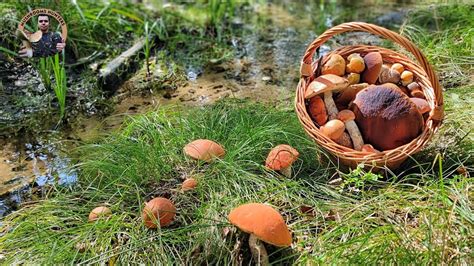 Ilustrácia lesa s hubami