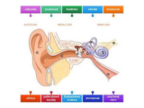 Diagram ľudského ucha s označenými časťami