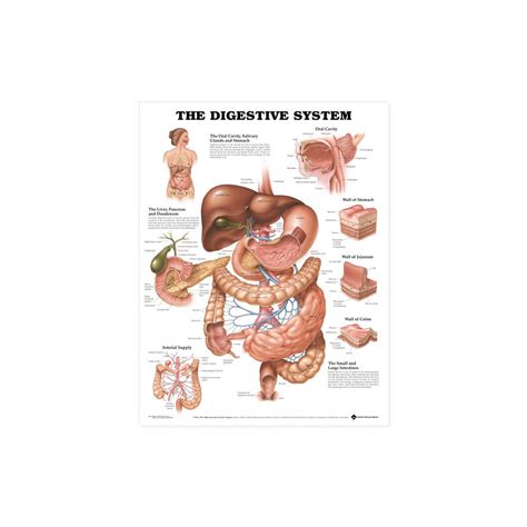 Diagram znázorňujúci tráviaci systém dieťaťa s vyznačenými možnými problémami