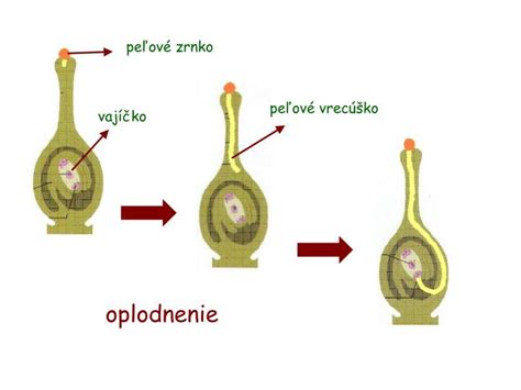 Dvojité oplodnenie rastlinného vajíčka