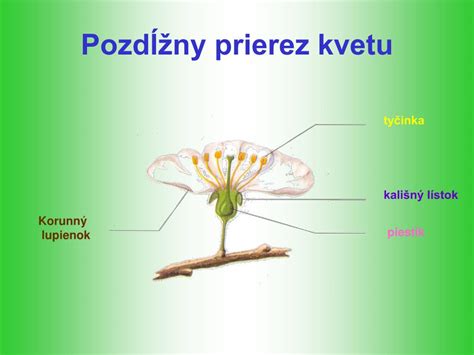 Štruktúra kvetu a proces opelenia