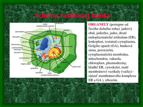 Schematické znázornenie rastlinnej bunky