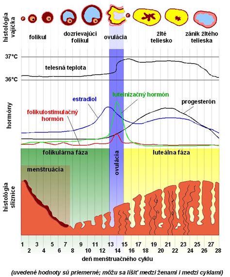 Diagram zobrazujúci rôzne štruktúry slín v menštruačnom cykle