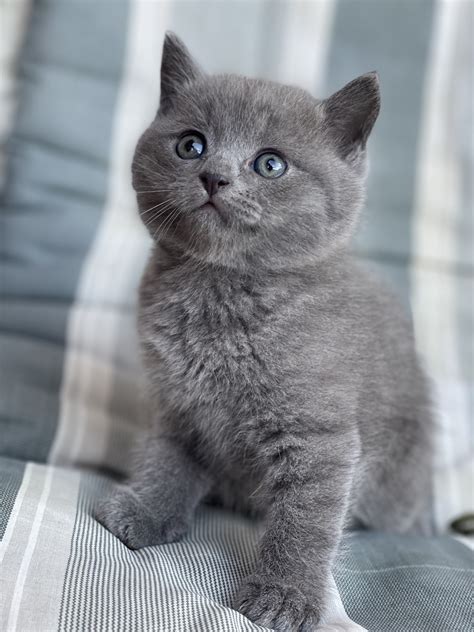 Mačka s guľatým bruškom