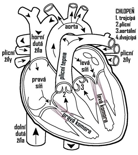 Detské srdce s tepom