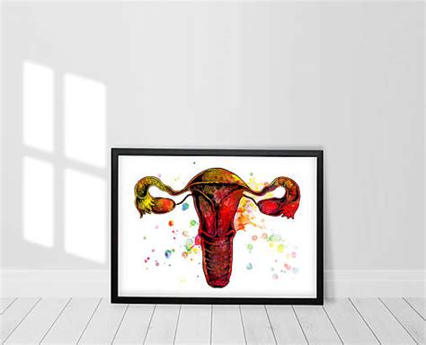 Ilustrácia ženského reprodukčného systému a vaječníkov