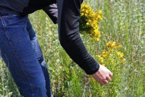 Zber ľubovníka bodkovaného na lúke
