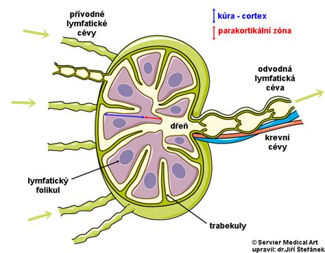 Schéma uhniezďovania blastocysty v maternici