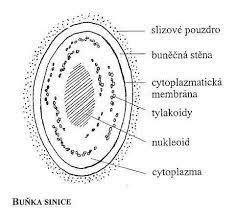 Bunka sinice sa delí
