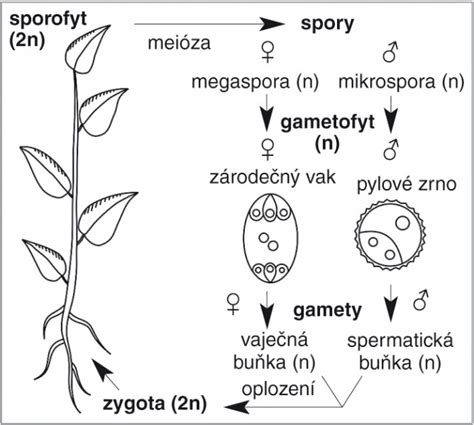 Schematický nákres dvojitého oplodnenia u krytosemenných rastlín