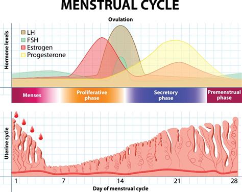 Diagram znázorňujúci hladinu LH počas menštruačného cyklu
