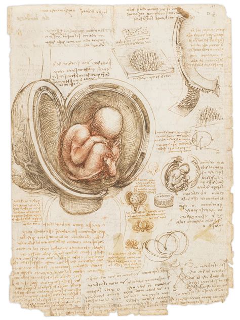 Ilustrácia vrstiev maternice a miesta invázie placenty