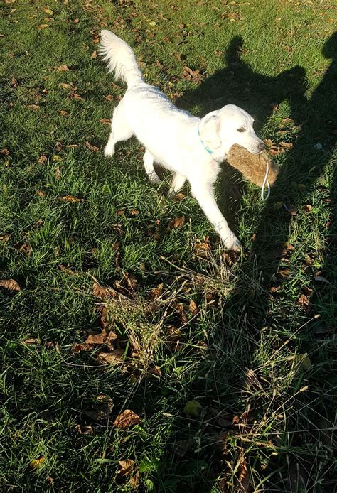 mačka vo ruji s typickým postojom