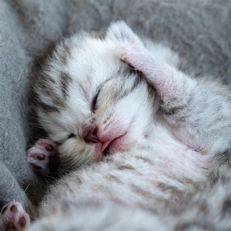 novonarodené mačiatka v hniezde