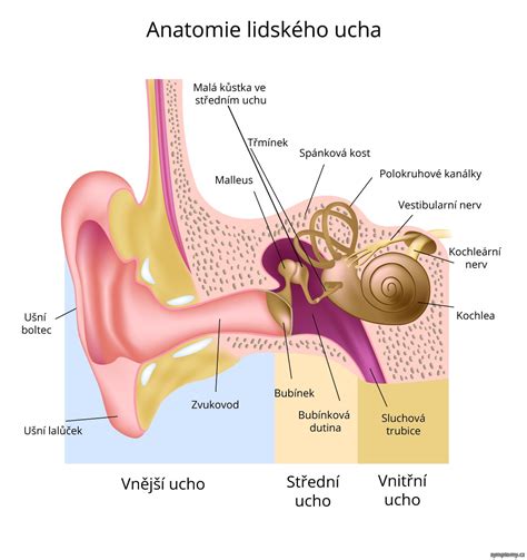 Ilustrácia ľudského ucha s označením vnútorného ucha (cochlea)
