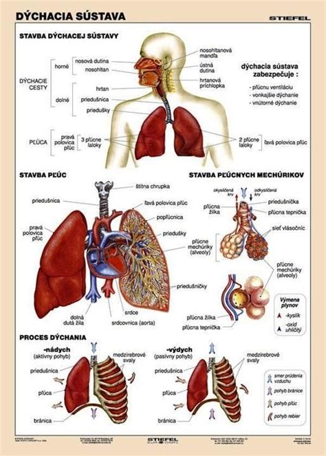 Ilustrácia dýchacieho systému človeka