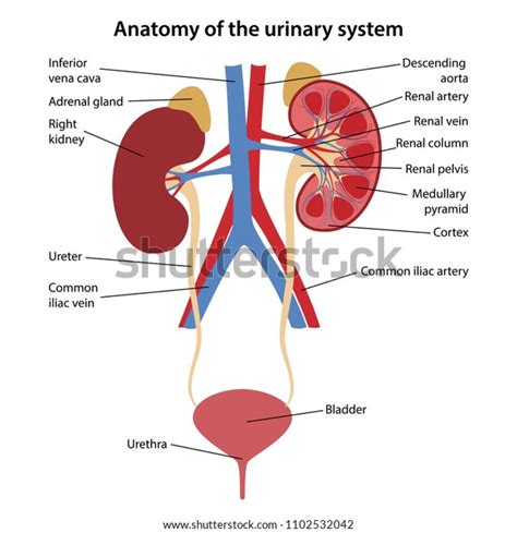 Diagram ľudského močového systému
