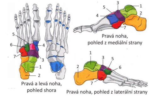 Ilustrácia svalov a kostí nohy