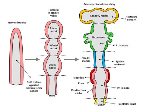 Schéma neurálnej trubice a jej vývoj
