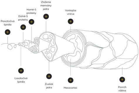 Štruktúra ovčieho vlákna