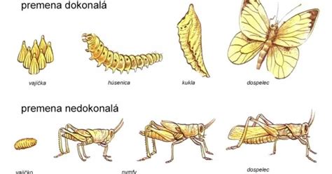 Vývojové štádiá dieťaťa od plazenia po štvornožkovanie