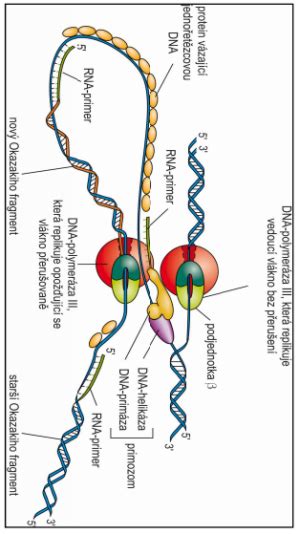 diagram: mechanizmus inhibície vírusovej DNA polymerázy