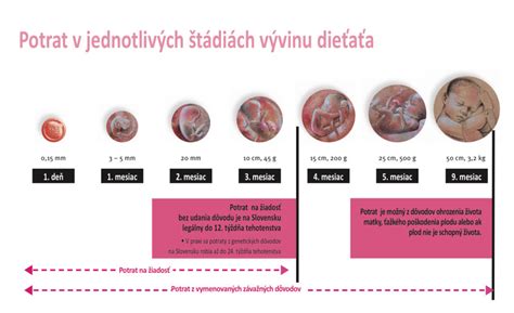 Schéma vývoja embrya v prvom trimestri
