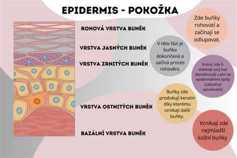 Diagram znázorňujúci vrstvy pokožky a pôsobenie HIFU