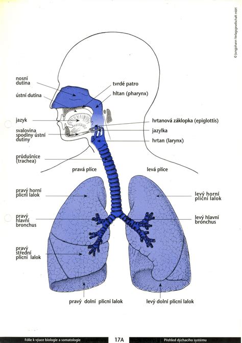 anatomický nákres detských dýchacích ciest so zameraním na nosovú dutinu