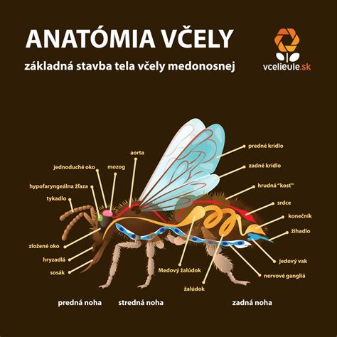 infografika znázorňujúca rozdiely medzi štípancami od komára, včely a kliešťa