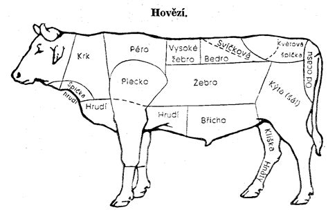 schéma kreslenia hlavy a rohov kravy