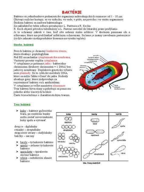 Infografika porovnávajúca baktérie a vírusy