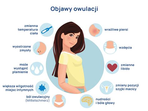 Infografika znázorňujúca fázy ženského cyklu po potrate